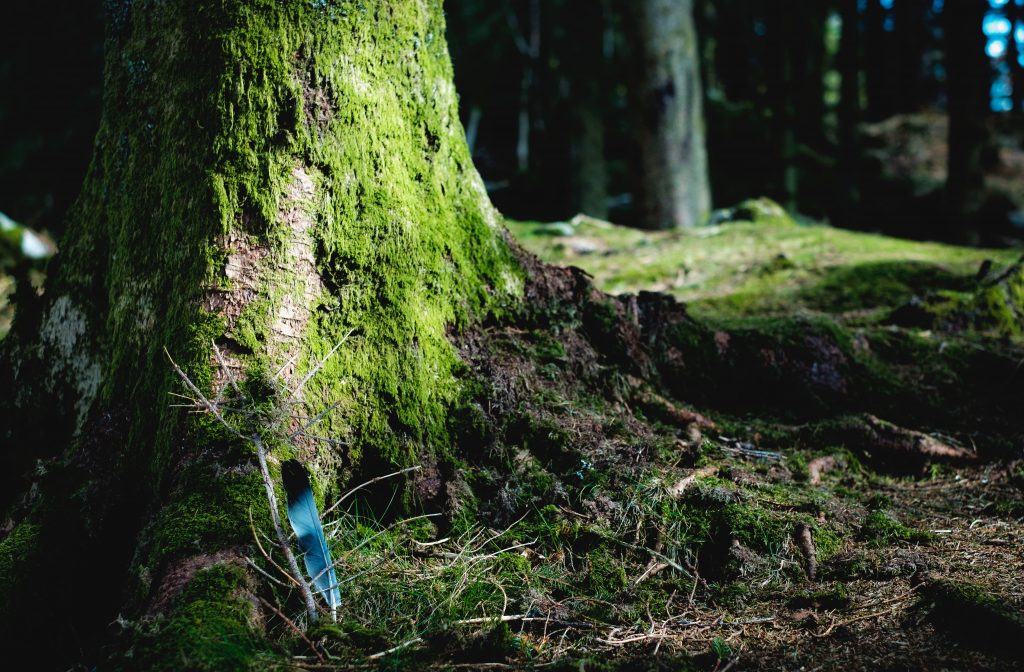 A moss-covered tree trunk, dramatically lit in front of a dark wood.